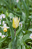 Tulipa