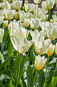 Tulipa, white