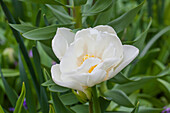 Tulipa, white