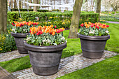 Tulips in tubs