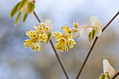 Corylopsis sp