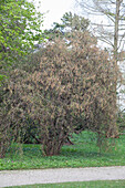 Corylus avellana