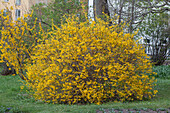 Forsythia x intermedia 'Spectabilis'