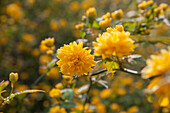 Kerria japonica 'Pleniflora'