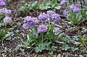 Primula denticulata