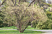 Stachyurus chinensis