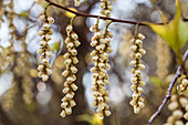 Stachyurus praecox