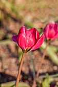 Tulipa humilis 'Violacea Black Base'