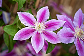 Clematis 'Dr. Ruppel'