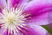 Clematis 'Dr. Ruppel'