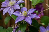 Clematis 'Justa'