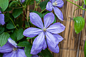 Clematis 'Mrs. Cholmondeley'