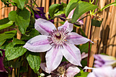 Clematis 'Nelly Moser'