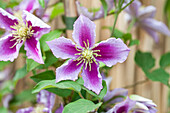 Clematis 'Piilu'