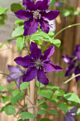 Clematis 'Rasputin'