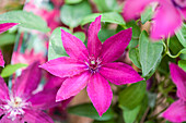 Clematis 'Knight'
