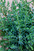 Juniperus communis 'Sentinel'