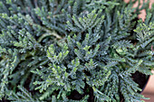 Juniperus horizontalis 'Glauca'