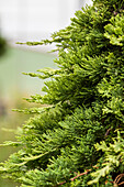 Juniperus horizontalis 'Mother Lode'