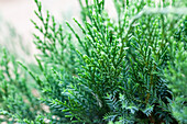 Juniperus x pfitzeriana 'Mint Julep
