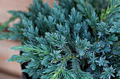 Juniperus squamata 'Blue Spider'