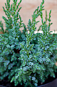 Juniperus squamata 'Loderi'