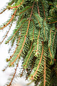 Picea abies 'Inversa