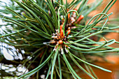 Pinus mugo 'Klostergrün'