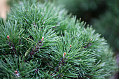 Pinus mugo 'Mops