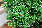 Pinus mugo 'Picobello