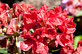 Rhododendron 'Vulcan