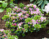 Rhododendron obtusum 'Rosinetta'®