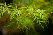 Acer palmatum 'Emerald Lace'