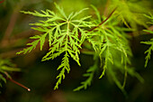 Acer palmatum 'Emerald Lace'