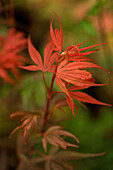 Acer palmatum 'Shaina'