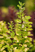 Berberis thunbergii Golden Rocket