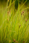 Carex brunnea 'Honeymoon