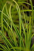 Carex oshimensis 'EverColor® Eversheen'