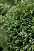 Chamaecyparis pisifera Boulevard