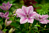 Clematis 'Nelly Moser'