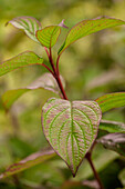 Cornus alba