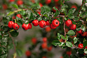 Cotoneaster praecox 'Boer'