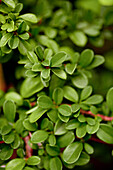Cotoneaster dammeri 'Eichholz' (Oak wood)
