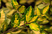 Elaeagnus pungens 'Maculata Aurea'