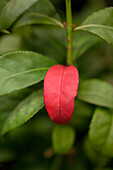 Euonymus alatus 'Compactus