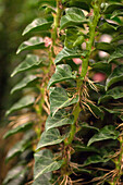 Hedera helix 'Erecta'