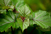 Heptacodium miconioides