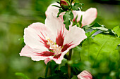 Hibiscus syriacus 'Hamabo'