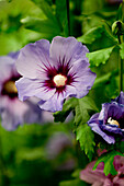 Hibiscus syriacus 'Marina'