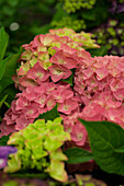 Hydrangea macrophylla, rot